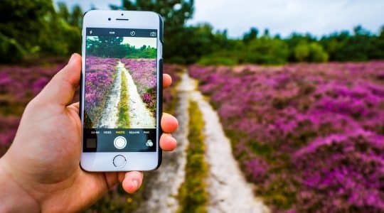 On gardening and technology: Can a walrus build an ecosystem?