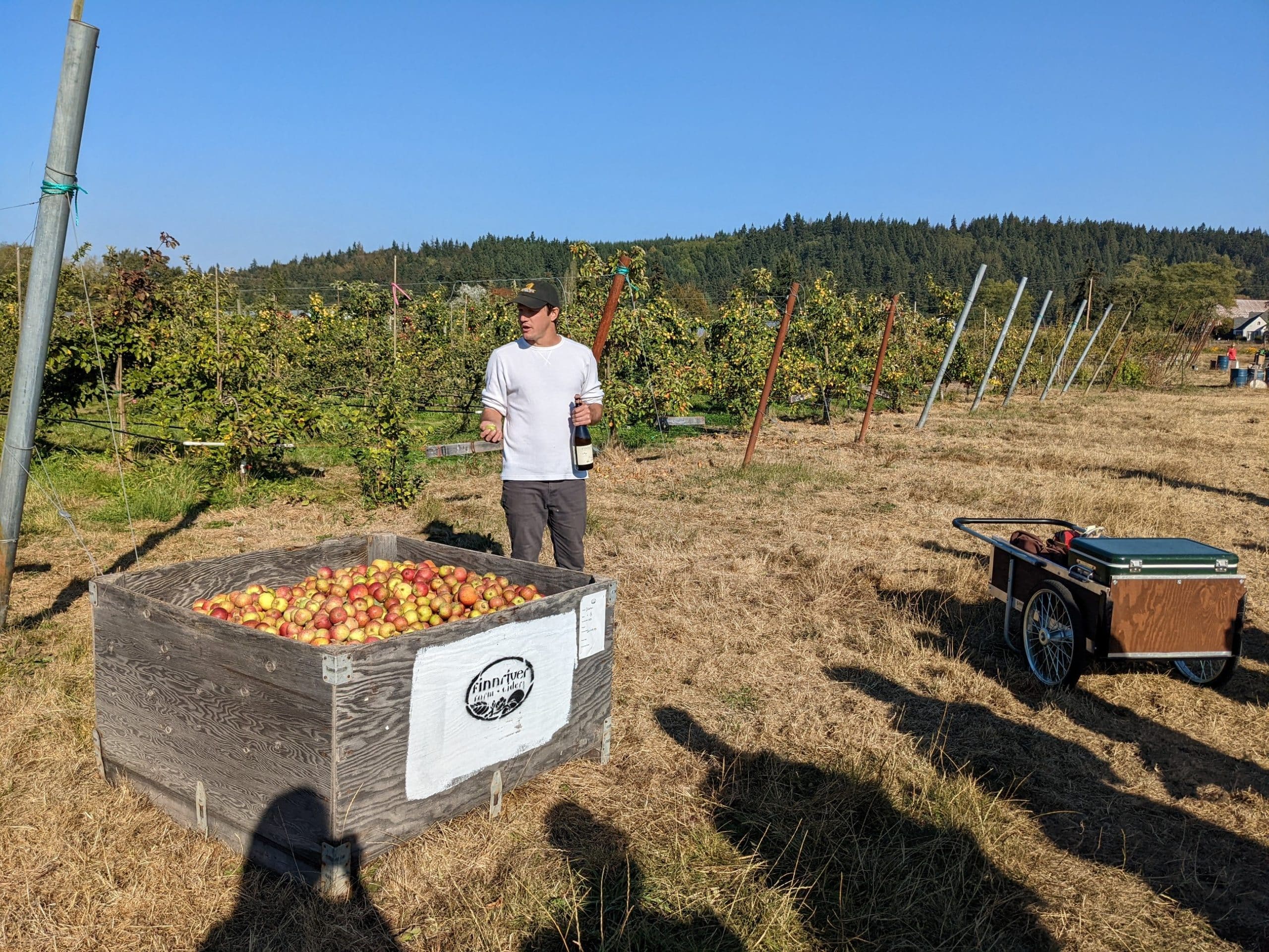 Andrew, head cidermaker at Finnriver, talks about the apples they grow at the cidery